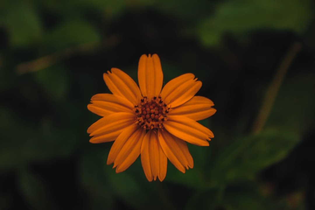 yellow flower in tilt shift lens